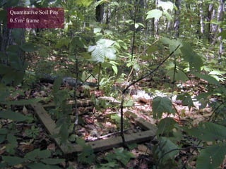 Quantitative Soil Pits
0.5 m2 frame
 