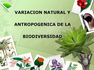 VARIACION NATURAL Y
ANTROPOGENICA DE LA
BIODIVERSIDAD
 