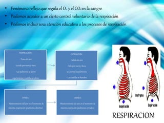 RESPIRACION
• Fenómeno reflejo que regula el O2 y el CO2 en la sangre
• Podemos acceder a un cierto control voluntario de la respiración
• Podemos incluir una atención educativa a los procesos de respiración
INSPIRACIÓN:
- Toma de aire
-accede por nariz y boca
- Los pulmones se abren
-caja torácica y costillas se abren
ESPIRACION:
- Salida de aire
- Sale por nariz y boca
-se cierran los pulmones
- Las costillas se hunden
APNEA:
- Mantenimiento del aire en el momento de
máxima inspiración (pulmones abiertos)
DISNEA:
-Mantenimiento sin aire en el momento de
máxima espiración (pulmones cerrados)
 