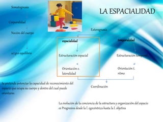 LA ESPACIALIDAD
Somatognosia
Corporalidad
Noción del cuerpo
a.t.p.o equilibrio
Coordinación
Orientación t.
ritmo
Estructuración temporal
Orientación e.
lateralidad
Estructuración espacial
temporalidadespacialidad
Exterognosia
Se pretende potenciar la capacidad de reconocimiento del
espacio que ocupa su cuerpo y dentro del cual puede
orientarse.
La evolución de la conciencia de la estructura y organización del espacio
es Progresiva desde la l. egocéntrica hasta la l. objetiva
 