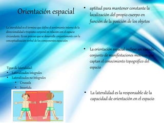 Orientación espacial • aptitud para mantener constante la
localización del propio cuerpo en
función de la posición de los objetos
• La orientación espacial incluye un variado
conjunto de manifestaciones motrices que
captan el conocimiento topográfico del
espacio
• La lateralidad es la responsable de la
capacidad de orientación en el espacio
Tipos de lateralidad:
• Lateralizados integrales
• Lateralizados no integrales
• Cruzada
• Invertida
• ambidextros
La lateralidad es el termino que define el sentimiento interno de la
direccionalidad o tropismo corporal en relación con el espacio
circundante. Es un proceso que se desarrolla conjuntamente con la
conceptualización verbal de los componentes espaciales
 