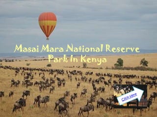 Masai Mara National Reserve
       Park In Kenya
 