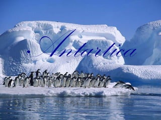 Antartica
 