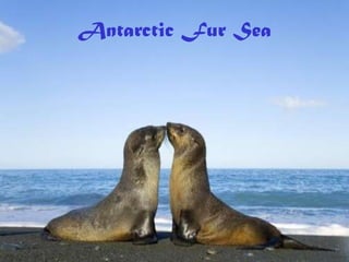 Antarctic Fur Sea
 