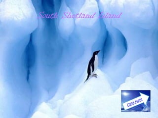 South Shetland Island
 