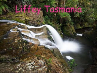 Liffey Tasmania
 