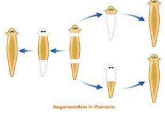 BIOLOGI SMA KELAS 10 ANIMALIA Platyhelmintes