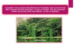 3.ELIZABETH:* THE CALABASH TREE IMPORTANT TO THE EMBERA, WHO SCOOP OUT THE
TREE´S GOURDS FOR CUPS AND BOWLS , AS WELL AS SPOONS . THEY STILL HUNT WITH
SNARES, BLOW GUNS, BOWS AND ARROWS , AS WELL AS FIREARMS.
 