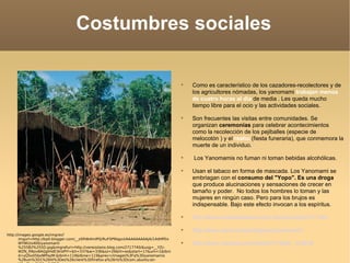 Costumbres sociales Como es característico de los cazadores-recolectores y de los agricultores nómadas, los yanomami  trabajan menos de cuatro horas al día  de media . Les queda mucho tiempo libre para el ocio y las actividades sociales. Son frecuentes las visitas entre comunidades. Se organizan  ceremonias  para celebrar acontecimientos como la recolección de los pejiballes (especie de melocotón ) y el  reahu  (fiesta funeraria), que conmemora la muerte de un individuo. Los Yanomamis no fuman ni toman bebidas alcohólicas.  Usan el tabaco en forma de mascada. Los Yanomami se embriagan con el  consumo del "Yopo". Es una droga  que produce alucinaciones y sensaciones de crecer en tamaño y poder.  No todos los hombres lo toman y las mujeres en ningún caso. Pero para los brujos es indispensable. Bajo este efecto invocan a los espíritus. http://www.morellajimenez.com.do/yanomamis11.htm http://www.survival.es/indigenas/yanomami/ http://www.youtube.com/watch?v=NIdV_VuNV8 http://images.google.es/imgres?imgurl=http://bp0.blogger.com/__oSPdb4mlPQ/RuFSP9IqpvI/AAAAAAAAAjA/14dHPDxWYWU/s400/yanomami%255B2%255D.jpg&imgrefurl=http://venezolano.blog.com/2717740/&usg=__YZc-WZN_RNov8AQgtHdE3klsPIY=&h=337&w=336&sz=26&hl=es&start=17&um=1&tbnid=yQSx05boNfPazM:&tbnh=119&tbnw=119&prev=/images%3Fq%3Dyanomamis%26um%3D1%26hl%3Des%26client%3Dfirefox-a%26rls%3Dcom.ubuntu:en-US:official%26sa%3DG 