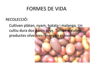 FORMES DE VIDA RECOLECCIÓ: Cultiven  plàtan, nyam, batata i malanga. Un cultiu dura dos o tres anys. També recullen productes silvestres i mengen granotes. 