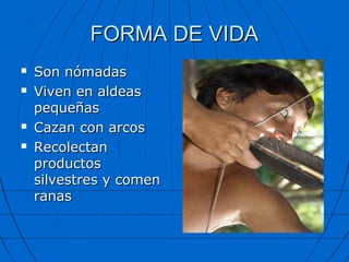 FORMA DE VIDA
   Son nómadas
   Viven en aldeas
    pequeñas
   Cazan con arcos
   Recolectan
    productos
    silvestres y comen
    ranas
 