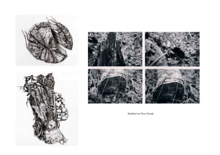 Studied  on  Tree  Trunk
 