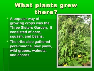 What plants grewWhat plants grew
there?there?
 A popular way ofA popular way of
growing crops was thegrowing crops was the
Three Sisters Garden. ItThree Sisters Garden. It
consisted of corn,consisted of corn,
squash, and beans.squash, and beans.
 The tribe also gatheredThe tribe also gathered
persimmons, paw paws,persimmons, paw paws,
wild grapes, walnuts,wild grapes, walnuts,
and acorns.and acorns.
 