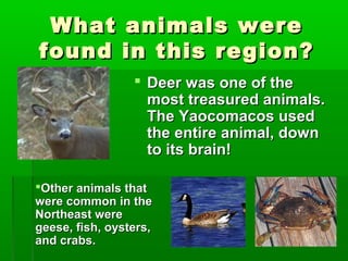 What animals wereWhat animals were
found in this region?found in this region?
 Deer was one of theDeer was one of the
most treasured animals.most treasured animals.
The Yaocomacos usedThe Yaocomacos used
the entire animal, downthe entire animal, down
to its brain!to its brain!
Other animals thatOther animals that
were common in thewere common in the
Northeast wereNortheast were
geese, fish, oysters,geese, fish, oysters,
and crabs.and crabs.
 