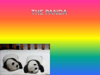 THE PANDA 