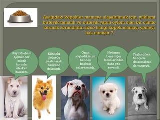A a ıdaki köpekler mamaya ula abilmek için yüklemiş ğ şA a ıdaki köpekler mamaya ula abilmek için yüklemiş ğ ş
birle ik zamanlı ve birle ik yapılı eylem olan bir cümleş şbirle ik zamanlı ve birle ik yapılı eylem olan bir cümleş ş
kurmak zorundadır, sizce hangi köpek mamayı yemeyikurmak zorundadır, sizce hangi köpek mamayı yemeyi
hak etmi tir ?şhak etmi tir ?ş
Büyükbabam
Çomar her
sabah
horozlar
öterken
kalkardı.
Elindeki
de ne eğ ğ
yaslanarak
bahçede
dola ırdı.ş
Onun
söylediklerini
benden
ba kasış
anlayamazdı.
Nedense
beni di erğ
torunlarından
daha çok
severdi.
Ya landıkçaş
bahçede
dola maktanş
da vazgeçti.
Onun söylediklerini
benden başkası
anlayamazdı.
 