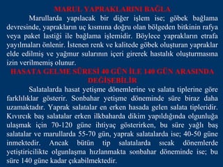 MARUL YAPRAKLARINI BAĞLA
         Marullarda yapılacak bir diğer işlem ise; göbek bağlama
devresinde, yaprakların uç kısmına doğru olan bölgeden bitkinin rafya
veya paket lastiği ile bağlama işlemidir. Böylece yaprakların etrafa
yayılmaları önlenir. İstenen renk ve kalitede göbek oluşturan yapraklar
elde edilmiş ve yağmur sularının içeri girerek hastalık oluşturmasına
izin verilmemiş olunur.
  HASATA GELME SÜRESİ 40 GÜN İLE 140 GÜN ARASINDA
                            DEĞİŞEBİLİR
         Salatalarda hasat yetişme dönemlerine ve salata tiplerine göre
farklılıklar gösterir. Sonbahar yetişme döneminde süre biraz daha
uzamaktadır. Yaprak salatalar en erken hasada gelen salata tipleridir.
Kıvırcık baş salatalar erken ilkbaharda dikim yapıldığında olgunluğa
ulaşmak için 70-120 güne ihtiyaç gösterirken, bu süre yağlı baş
salatalar ve marullarda 55-70 gün, yaprak salatalarda ise; 40-50 güne
inmektedir. Ancak bütün tip salatalarda sıcak dönemlerde
yetiştiricilikte olgunlaşma hızlanmakta sonbahar döneminde ise; bu
süre 140 güne kadar çıkabilmektedir.
 
