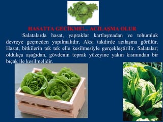 HASATTA GECİKME!... ACILAŞMA OLUR
        Salatalarda hasat, yapraklar kartlaşmadan ve tohumluk
devreye geçmeden yapılmalıdır. Aksi takdirde acılaşma görülür.
Hasat, bitkilerin tek tek elle kesilmesiyle gerçekleştirilir. Salatalar;
oldukça aşağıdan, gövdenin toprak yüzeyine yakın kısmından bir
bıçak ile kesilmelidir.
 