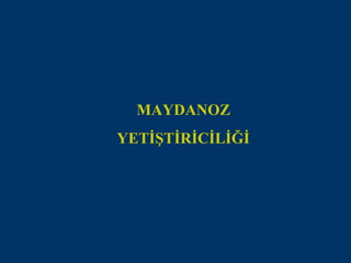MAYDANOZ
YETİŞTİRİCİLİĞİ
 