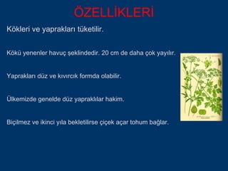 ÖZELLİKLERİ
Kökleri ve yaprakları tüketilir.


Kökü yenenler havuç şeklindedir. 20 cm de daha çok yayılır.


Yaprakları düz ve kıvırcık formda olabilir.


Ülkemizde genelde düz yapraklılar hakim.


Biçilmez ve ikinci yıla bekletilirse çiçek açar tohum bağlar.
 