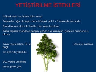 YETİŞTİRİLME İSTEKLERİ
Yüksek nem ve ılıman iklim sever.
Topraklar; ağır olmayan derin bünyeli, pH 5 – 8 arasında olmalıdır.
Direkt tohum ekimi ile üretilir, düz veya tavalara.
Tarla organik maddece zengin, yabancı ot olmayan, güzelce hazırlanmış
olmalı.


Tava yapılacaksa 15 -20                                     Uzunluk şartlara
bağlı.
cm derinlik yeterlidir.


Düz yerde üretimde
buna gerek yok.
 