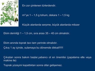 En zor çimlenen türlerdendir.


                m2’ye 1 – 1,5 g tohum, dekara 1 – 1,5 kg


                Küçük alanlarda serpme, büyük alanlarda mibzer


Ekim derinliği 1 – 1,5 cm, sıra arası 35 – 40 cm olmalıdır.


Ekim anında toprak tavı tam yerinde olmalıdır.
Çıkış 1 ay içinde, sulamaya bu dönemde dikkat!!!!!!


Çıkıştan sonra bakım başlar,yabancı ot en önemlisi (çapalama elle veya
makine ile)
Toprak yüzeyini kapattıktan sonra otlar gelişemez.
 
