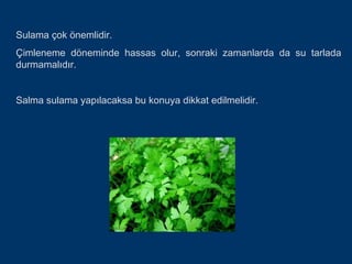 Sulama çok önemlidir.
Çimleneme döneminde hassas olur, sonraki zamanlarda da su tarlada
durmamalıdır.


Salma sulama yapılacaksa bu konuya dikkat edilmelidir.
 