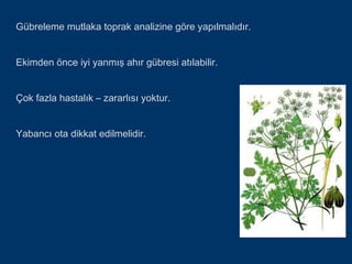 Gübreleme mutlaka toprak analizine göre yapılmalıdır.


Ekimden önce iyi yanmış ahır gübresi atılabilir.


Çok fazla hastalık – zararlısı yoktur.


Yabancı ota dikkat edilmelidir.
 