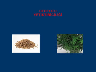 DEREOTU
YETİŞTİRİCİLİĞİ
 