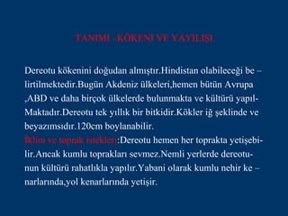 TANIMI –KÖKENİ VE YAYILIŞI


Dereotu kökenini doğudan almıştır.Hindistan olabileceği be –
lirtilmektedir.Bugün Akdeniz ülkeleri,hemen bütün Avrupa
,ABD ve daha birçok ülkelerde bulunmakta ve kültürü yapıl-
Maktadır.Dereotu tek yıllık bir bitkidir.Kökler iğ şeklinde ve
beyazımsıdır.120cm boylanabilir.
İklim ve toprak istekleri:Dereotu hemen her toprakta yetişebi-
lir.Ancak kumlu toprakları sevmez.Nemli yerlerde dereotu-
nun kültürü rahatlıkla yapılır.Yabani olarak kumlu nehir ke –
narlarında,yol kenarlarında yetişir.
 