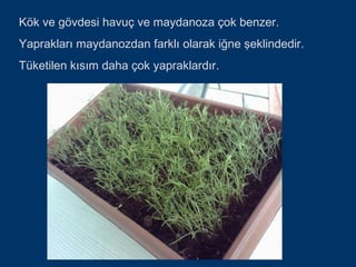 Kök ve gövdesi havuç ve maydanoza çok benzer.
Yaprakları maydanozdan farklı olarak iğne şeklindedir.
Tüketilen kısım daha çok yapraklardır.
 