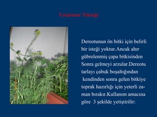 Yetiştirme Tekniği




          Dereotunun ön bitki için belirli
          bir isteği yoktur.Ancak ahır
          gübrelenmiş çapa bitkisinden
          Sonra gelmeyi arzular.Dereotu
          tarlayı çabuk boşaltığından
           kendinden sonra gelen bitkiye
          toprak hazırlığı için yeterli za-
          man bırakır.Kullanım amacına
          göre 3 şekilde yetiştirilir:
 