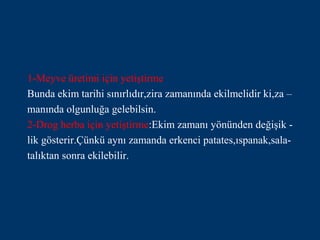 1-Meyve üretimi için yetiştirme
Bunda ekim tarihi sınırlıdır,zira zamanında ekilmelidir ki,za –
manında olgunluğa gelebilsin.
2-Drog herba için yetiştirme:Ekim zamanı yönünden değişik -
lik gösterir.Çünkü aynı zamanda erkenci patates,ıspanak,sala-
talıktan sonra ekilebilir.
 