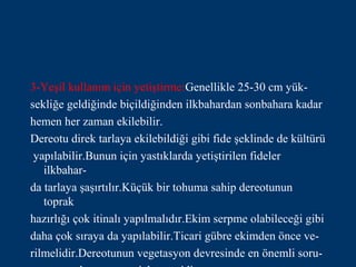 3-Yeşil kullanım için yetiştirme:Genellikle 25-30 cm yük-
sekliğe geldiğinde biçildiğinden ilkbahardan sonbahara kadar
hemen her zaman ekilebilir.
Dereotu direk tarlaya ekilebildiği gibi fide şeklinde de kültürü
 yapılabilir.Bunun için yastıklarda yetiştirilen fideler
   ilkbahar-
da tarlaya şaşırtılır.Küçük bir tohuma sahip dereotunun
   toprak
hazırlığı çok itinalı yapılmalıdır.Ekim serpme olabileceği gibi
daha çok sıraya da yapılabilir.Ticari gübre ekimden önce ve-
rilmelidir.Dereotunun vegetasyon devresinde en önemli soru-
 