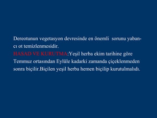Dereotunun vegetasyon devresinde en önemli sorunu yaban-
cı ot temizlenmesidir.
HASAD VE KURUTMA:Yeşil herba ekim tarihine göre
Temmuz ortasından Eylüle kadarki zamanda çiçeklenmeden
sonra biçilir.Biçilen yeşil herba hemen biçilip kurutulmalıdı.
 
