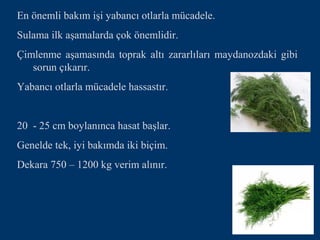 En önemli bakım işi yabancı otlarla mücadele.
Sulama ilk aşamalarda çok önemlidir.
Çimlenme aşamasında toprak altı zararlıları maydanozdaki gibi
   sorun çıkarır.
Yabancı otlarla mücadele hassastır.


20 - 25 cm boylanınca hasat başlar.
Genelde tek, iyi bakımda iki biçim.
Dekara 750 – 1200 kg verim alınır.
 