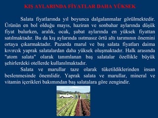 KIŞ AYLARINDA FİYATLAR DAHA YÜKSEK

        Salata fiyatlarında yıl boyunca dalgalanmalar görülmektedir.
Ürünün en bol olduğu mayıs, haziran ve sonbahar aylarında düşük
fiyat bulurken, aralık, ocak, şubat aylarında en yüksek fiyattan
satılmaktadır. Bu da kış aylarında ısıtmasız örtü altı tarımının önemini
ortaya çıkarmaktadır. Pazarda marul ve baş salata fiyatları daima
kıvırcık yaprak salatalardan daha yüksek oluşmaktadır. Halk arasında
"atom salata" olarak tanımlanan baş salatalar özellikle büyük
şehirlerdeki otellerde kullanılmaktadır.
        Salata ve marullar taze olarak tüketildiklerinden insan
beslenmesinde önemlidir. Yaprak salata ve marullar, mineral ve
vitamin içerikleri bakımından baş salatalara göre zengindir.
 