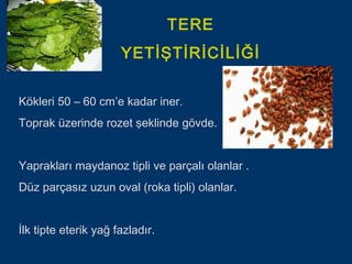 TERE
                      YETİŞTİRİCİLİĞİ


Kökleri 50 – 60 cm’e kadar iner.
Toprak üzerinde rozet şeklinde gövde.


Yaprakları maydanoz tipli ve parçalı olanlar .
Düz parçasız uzun oval (roka tipli) olanlar.


İlk tipte eterik yağ fazladır.
 