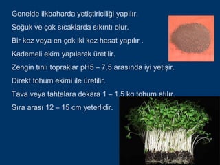 Genelde ilkbaharda yetiştiriciliği yapılır.
Soğuk ve çok sıcaklarda sıkıntı olur.
Bir kez veya en çok iki kez hasat yapılır .
Kademeli ekim yapılarak üretilir.
Zengin tınlı topraklar pH5 – 7,5 arasında iyi yetişir.
Direkt tohum ekimi ile üretilir.
Tava veya tahtalara dekara 1 – 1,5 kg tohum atılır.
Sıra arası 12 – 15 cm yeterlidir.
 