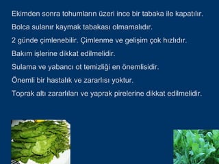Ekimden sonra tohumların üzeri ince bir tabaka ile kapatılır.
Bolca sulanır kaymak tabakası olmamalıdır.
2 günde çimlenebilir. Çimlenme ve gelişim çok hızlıdır.
Bakım işlerine dikkat edilmelidir.
Sulama ve yabancı ot temizliği en önemlisidir.
Önemli bir hastalık ve zararlısı yoktur.
Toprak altı zararlıları ve yaprak pirelerine dikkat edilmelidir.
 