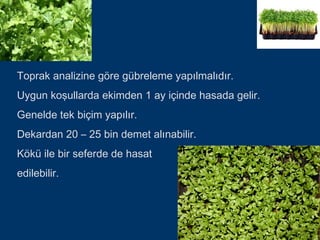 Toprak analizine göre gübreleme yapılmalıdır.
Uygun koşullarda ekimden 1 ay içinde hasada gelir.
Genelde tek biçim yapılır.
Dekardan 20 – 25 bin demet alınabilir.
Kökü ile bir seferde de hasat
edilebilir.
 