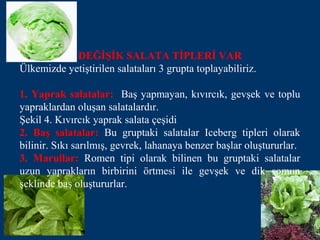 DEĞİŞİK SALATA TİPLERİ VAR
Ülkemizde yetiştirilen salataları 3 grupta toplayabiliriz.

1. Yaprak salatalar: Baş yapmayan, kıvırcık, gevşek ve toplu
yapraklardan oluşan salatalardır.
Şekil 4. Kıvırcık yaprak salata çeşidi
2. Baş salatalar: Bu gruptaki salatalar Iceberg tipleri olarak
bilinir. Sıkı sarılmış, gevrek, lahanaya benzer başlar oluştururlar.
3. Marullar: Romen tipi olarak bilinen bu gruptaki salatalar
uzun yaprakların birbirini örtmesi ile gevşek ve dik somun
şeklinde baş oluştururlar.
 
