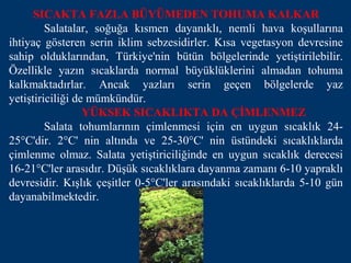 SICAKTA FAZLA BÜYÜMEDEN TOHUMA KALKAR
         Salatalar, soğuğa kısmen dayanıklı, nemli hava koşullarına
ihtiyaç gösteren serin iklim sebzesidirler. Kısa vegetasyon devresine
sahip olduklarından, Türkiye'nin bütün bölgelerinde yetiştirilebilir.
Özellikle yazın sıcaklarda normal büyüklüklerini almadan tohuma
kalkmaktadırlar. Ancak yazları serin geçen bölgelerde yaz
yetiştiriciliği de mümkündür.
                  YÜKSEK SICAKLIKTA DA ÇİMLENMEZ
         Salata tohumlarının çimlenmesi için en uygun sıcaklık 24-
25°C'dir. 2°C' nin altında ve 25-30°C' nin üstündeki sıcaklıklarda
çimlenme olmaz. Salata yetiştiriciliğinde en uygun sıcaklık derecesi
16-21°C'ler arasıdır. Düşük sıcaklıklara dayanma zamanı 6-10 yapraklı
devresidir. Kışlık çeşitler 0-5°C'ler arasındaki sıcaklıklarda 5-10 gün
dayanabilmektedir.
 