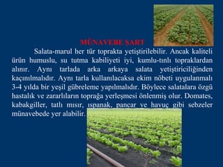 MÜNAVEBE ŞART
        Salata-marul her tür toprakta yetiştirilebilir. Ancak kaliteli
ürün humuslu, su tutma kabiliyeti iyi, kumlu-tınlı topraklardan
alınır. Aynı tarlada arka arkaya salata yetiştiriciliğinden
kaçınılmalıdır. Aynı tarla kullanılacaksa ekim nöbeti uygulanmalı
3-4 yılda bir yeşil gübreleme yapılmalıdır. Böylece salatalara özgü
hastalık ve zararlıların toprağa yerleşmesi önlenmiş olur. Domates,
kabakgiller, tatlı mısır, ıspanak, pancar ve havuç gibi sebzeler
münavebede yer alabilir.
 