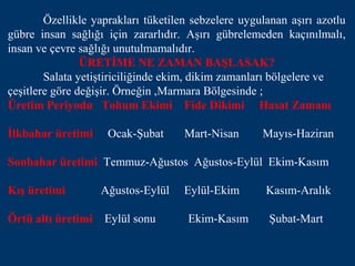Özellikle yaprakları tüketilen sebzelere uygulanan aşırı azotlu
gübre insan sağlığı için zararlıdır. Aşırı gübrelemeden kaçınılmalı,
insan ve çevre sağlığı unutulmamalıdır.
                ÜRETİME NE ZAMAN BAŞLASAK?
        Salata yetiştiriciliğinde ekim, dikim zamanları bölgelere ve
çeşitlere göre değişir. Örneğin ,Marmara Bölgesinde ;
Üretim Periyodu Tohum Ekimi Fide Dikimi Hasat Zamanı

İlkbahar üretimi     Ocak-Şubat      Mart-Nisan      Mayıs-Haziran

Sonbahar üretimi Temmuz-Ağustos Ağustos-Eylül Ekim-Kasım

Kış üretimi         Ağustos-Eylül    Eylül-Ekim       Kasım-Aralık

Örtü altı üretimi   Eylül sonu       Ekim-Kasım       Şubat-Mart
 