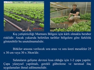 Kış yetiştiriciliği Marmara Bölgesi için kârlı olmakla beraber
risklidir. Ancak yukarıda belirtilen tarihler bölgelere göre farklılık
gösterebilir bu unutulmamalıdır.

       Bitkiler arasına verilecek sıra arası ve sıra üzeri mesafeler 25
x 30 cm veya 30 x 30cm'dir.

      Salataların gelişme devresi kısa olduğu için 1-2 çapa yapılır.
Çapa yüzeysel yapılmalı, gerekli gübreleme ve tarımsal ilaç
uygulamaları ihmal edilmemelidir.
 