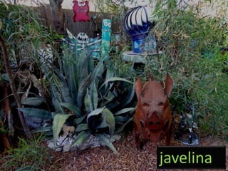 javelina
 