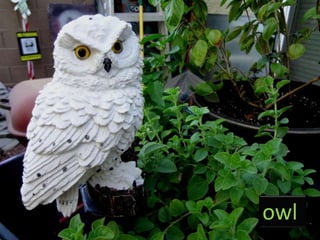 owl
 