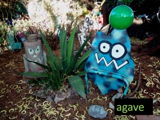 agave
 