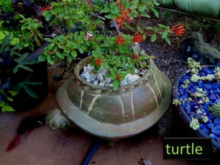 turtle
 